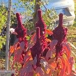 Amaranthus caudatus Цвят