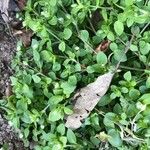 Stellaria media Hoja