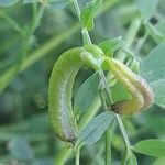 Astragalus crenatus Fruct