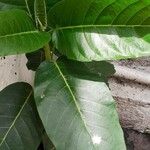 Ficus callosa Лист