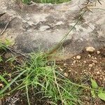 Cyperus amauropus Ліст