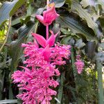 Medinilla magnifica Plante entière