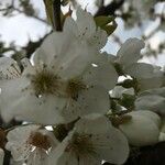 Prunus avium Kvet