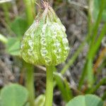 Trifolium fucatum Ffrwyth