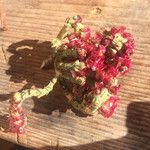 Anabasis articulata Flower