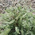 Achillea crithmifolia Агульны выгляд