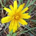 Hieracium gouanii Blüte