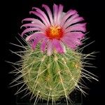 Thelocactus bicolor Хабит