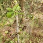 Commiphora africana Fruto