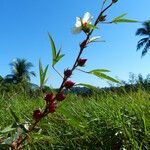 Hibiscus sabdariffa Цвят