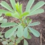 Crotalaria pycnostachya Hoja