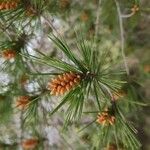 Pinus halepensisFruit