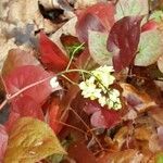 Epimedium alpinum Flors