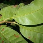 Pouteria trilocularis Leaf