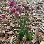 Armeria pseudarmeria Tervik taim