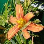 Hemerocallis minor Fleur