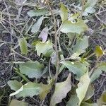 Cardamine chenopodiifolia