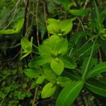 Euphorbia sikkimensis Buveinė