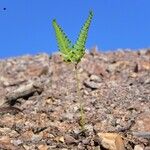 Dicranopteris linearis Tabia
