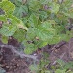 Rhus aromatica Leaf