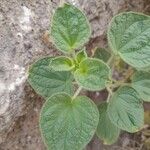 Cleome droserifolia Leaf