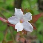 Jasminum grandiflorum Blüte