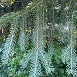 Picea sitchensisBlatt