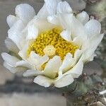 Tephrocactus articulatus Lorea