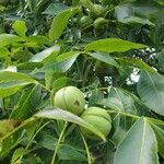 Carya ovata Fruit