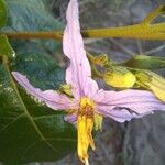 Solanum paludosum Λουλούδι