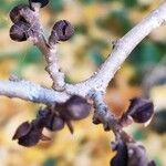 Parrotia subaequalis Otro