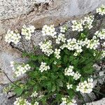 Arabis alpinaFloro