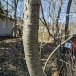 Cherry TreeBark