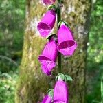 Digitalis thapsiFlor