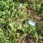 Nemophila menziesii 形态