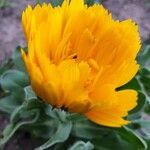 Calendula stellata Λουλούδι