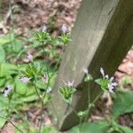 Elephantopus elatus Flor