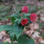 Pulmonaria obscura Flower