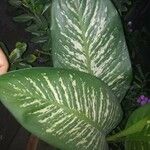 Dieffenbachia seguine Levél