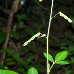 Grona adscendens ഫലം