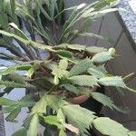 Schlumbergera bridgesii Flor