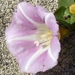 Convolvulus soldanella Floare
