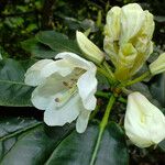 Rhododendron aureum Flor