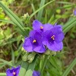 Tradescantia ohiensis Floro