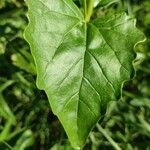 Atriplex sagittata Leaf