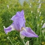 Iris pallida Kvet