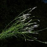 Polygala tenella Хабит