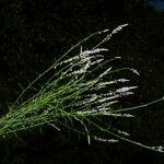 Polygala paniculata Natur