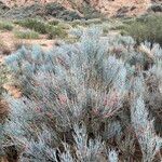 Ephedra intermedia Habit