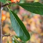 Pyracantha crenulata Leaf